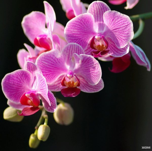 Các loài hoa đẹp nhất Việt Nam và ý nghĩa của chúng
