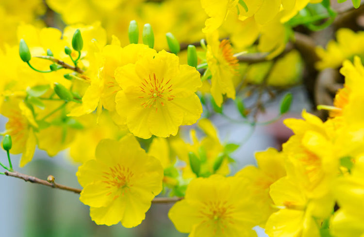 Điểm danh các loại hoa màu vàng được yêu thích nhất