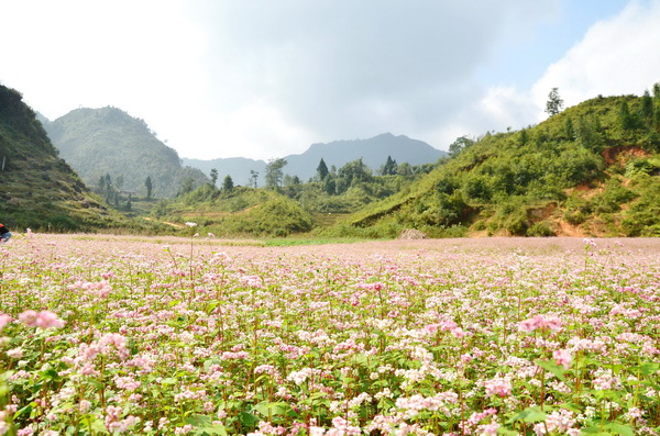 Ý Nghĩa Hoa Kiều Mạch