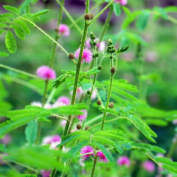 Ý Nghĩa Loài Hoa Mimosa